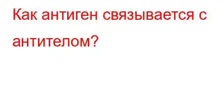 Как антиген связывается с антителом?